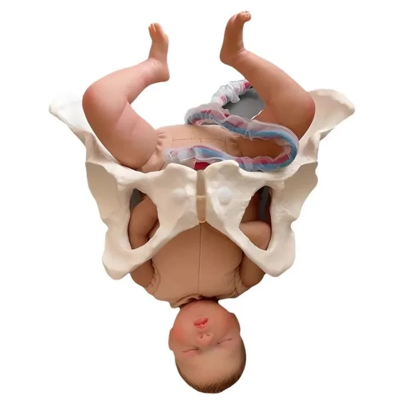 Human Female Pelvic Delivery Model with Infant Umbilical Cord Placenta Pelvic Anatomy Model Delivery Teaching Demonstration