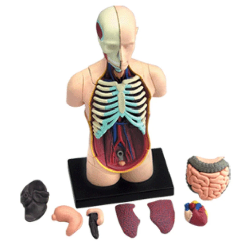 4D Master Human torso Anatomy Model Skelekon Medical Teaching Aid puzzle Assembling Toy Heart Brain Stomach  classroom Equipment