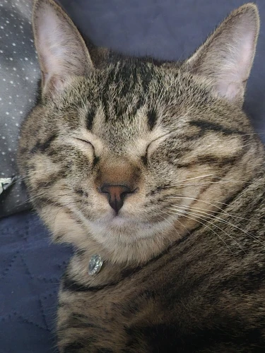 Customer review photo for Double-Layer Cat Litter Mat