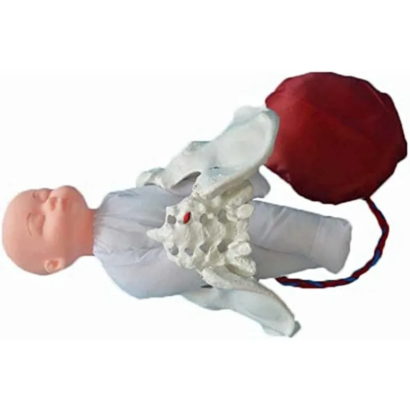 Female Pelvis Model Imitating Childbirth Midwifery Training Model with Baby Umbilical Cord Gynecology Teaching Hospital Display