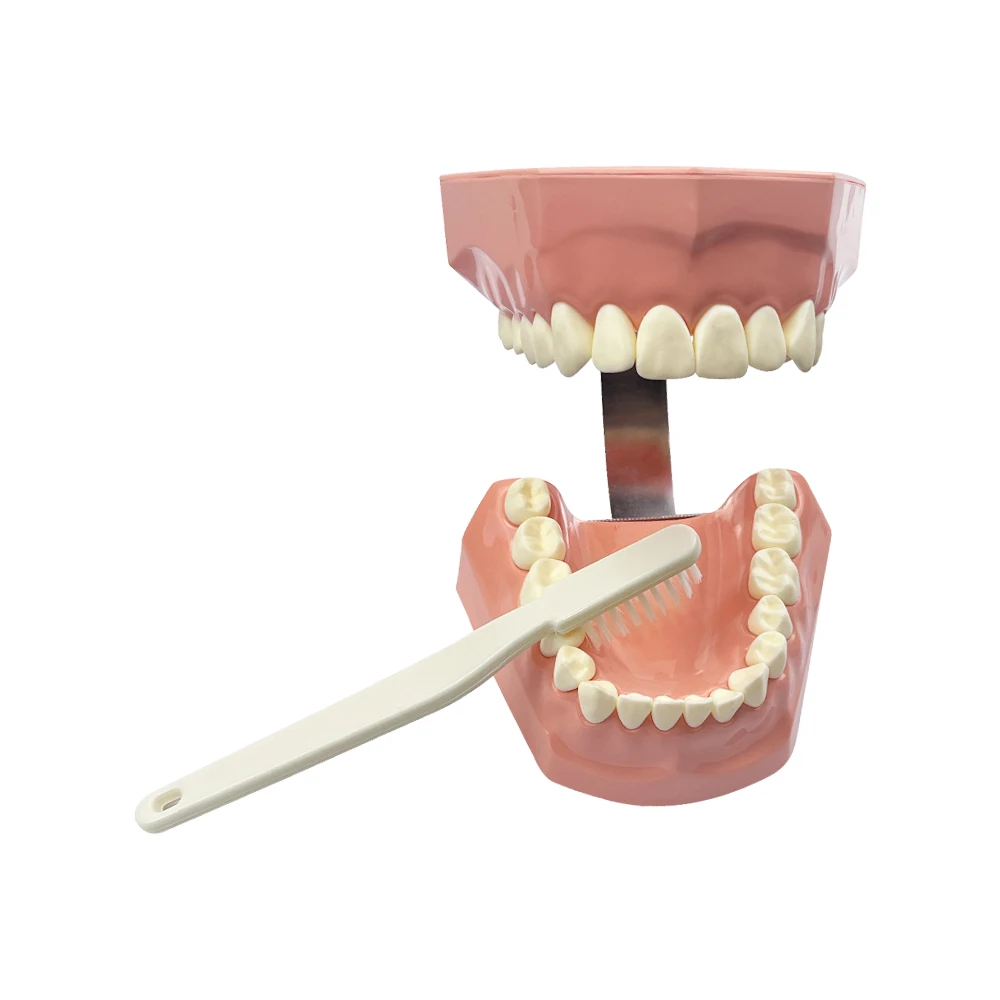 Modelo De Ensino Dental Com Escova De Dentes, Tipo Padrão, Escovar Os Dentes, Demonstração Odontologia, Estudar Modelos De Educação