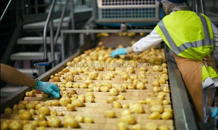 Máquina de lavado y pelado de patatas fritas, línea de producción Industrial