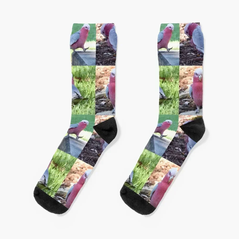 Study of a Galah Socks anime gift short japanese fashion Socks Women's Men's