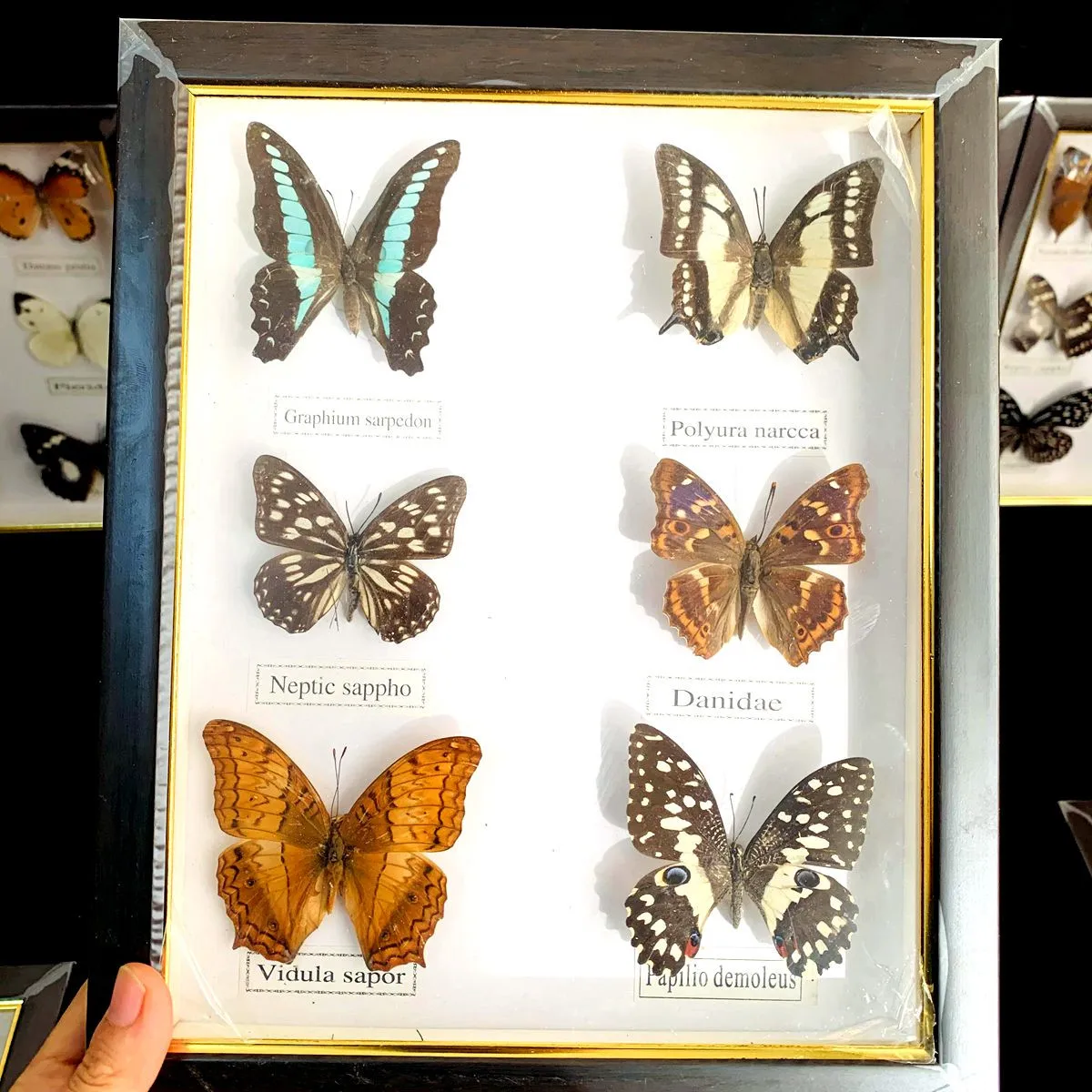 

Beautiful Butterfly Specimen Educational Material Collection/Butterfly Specimen Photo Frame Artwork Decoration Home Decoration