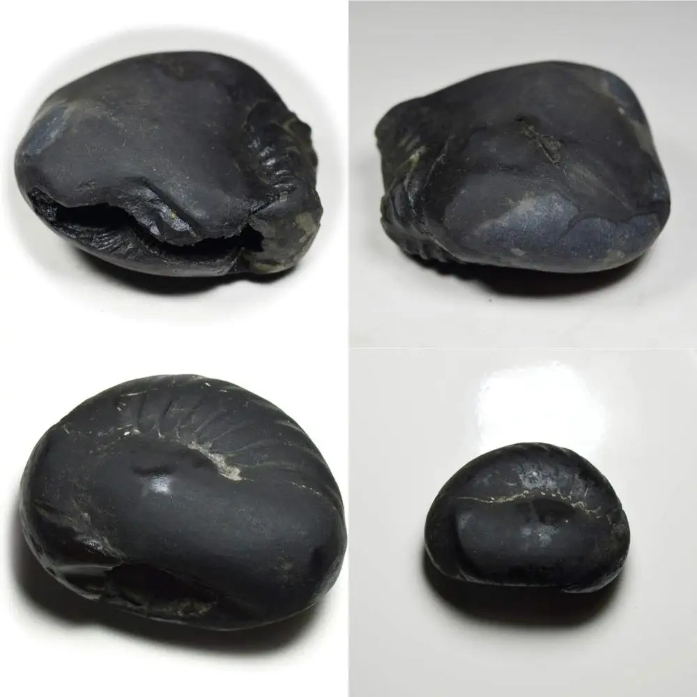 

Оптовая продажа A+ Quality 55-Carat Shaligram Stone от Gandaki River, Nepal - Lord Vishnu Fossil для коллекционеров