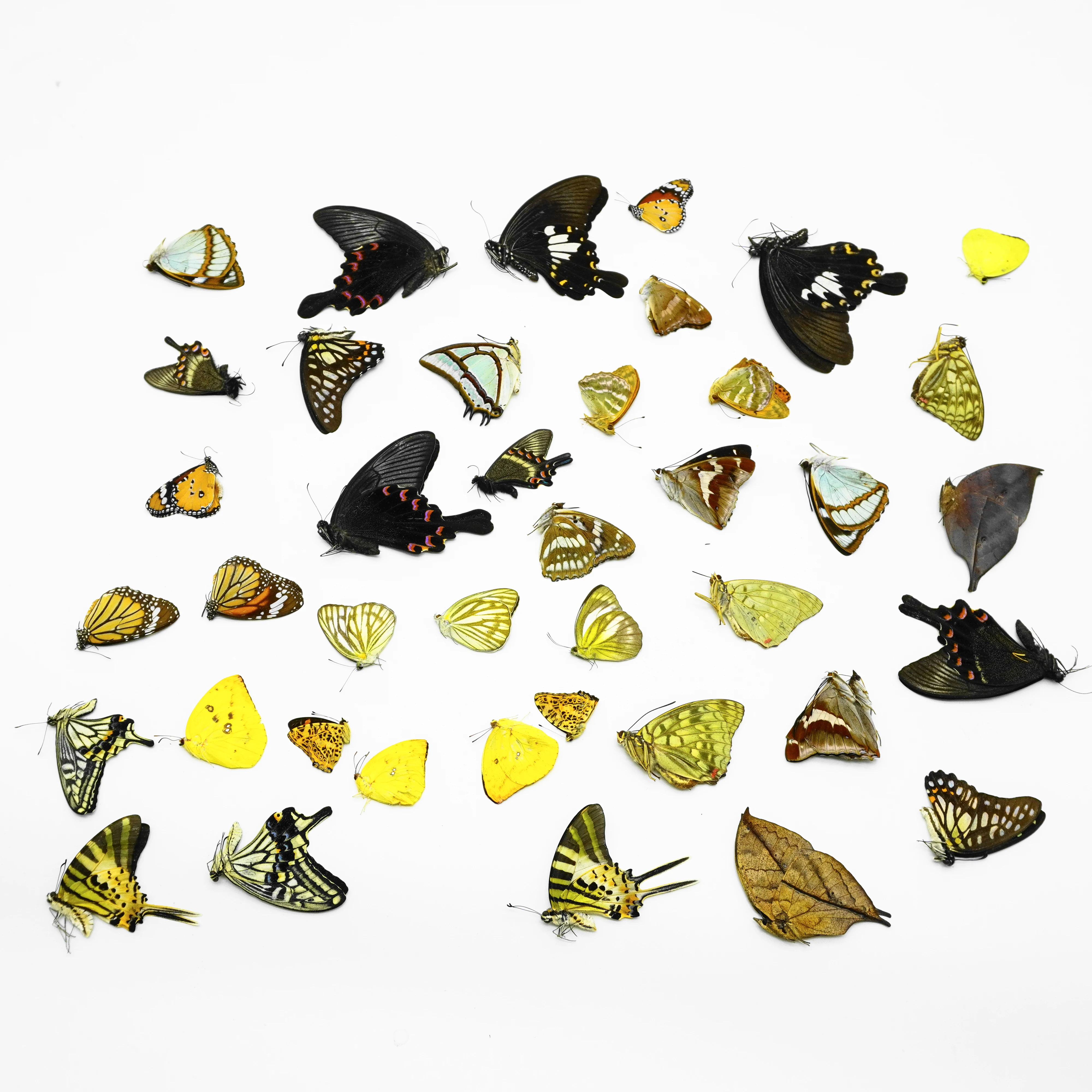 10Pcs Real Butterfly Specimens Without Wings DIY Production Materials For Insect And Butterfly Lovers Decoration Practice Produc