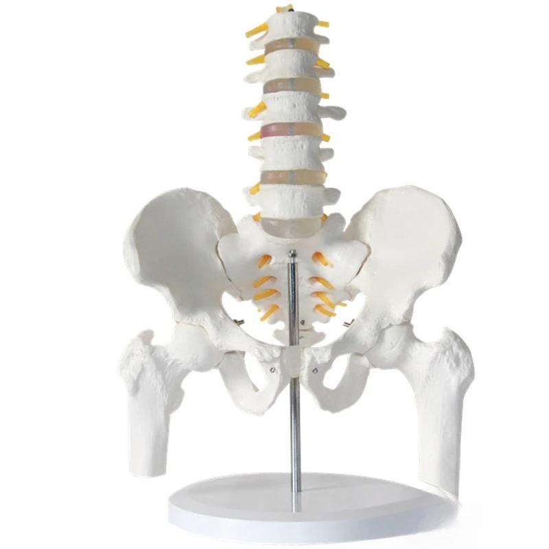 Human Five-segment Lumbar Belt Pelvic Leg Bone Model