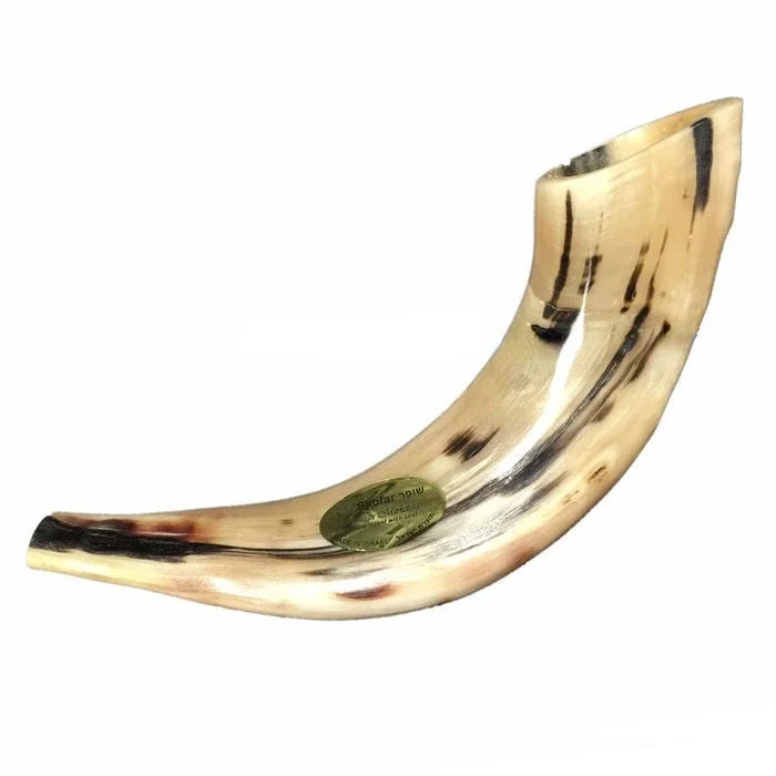 Israel Ram's Horn Shofar Fine Polished 12~14 Inches Jewish Religious Use In Moderrn Jewish Prayer Shoh-FAR