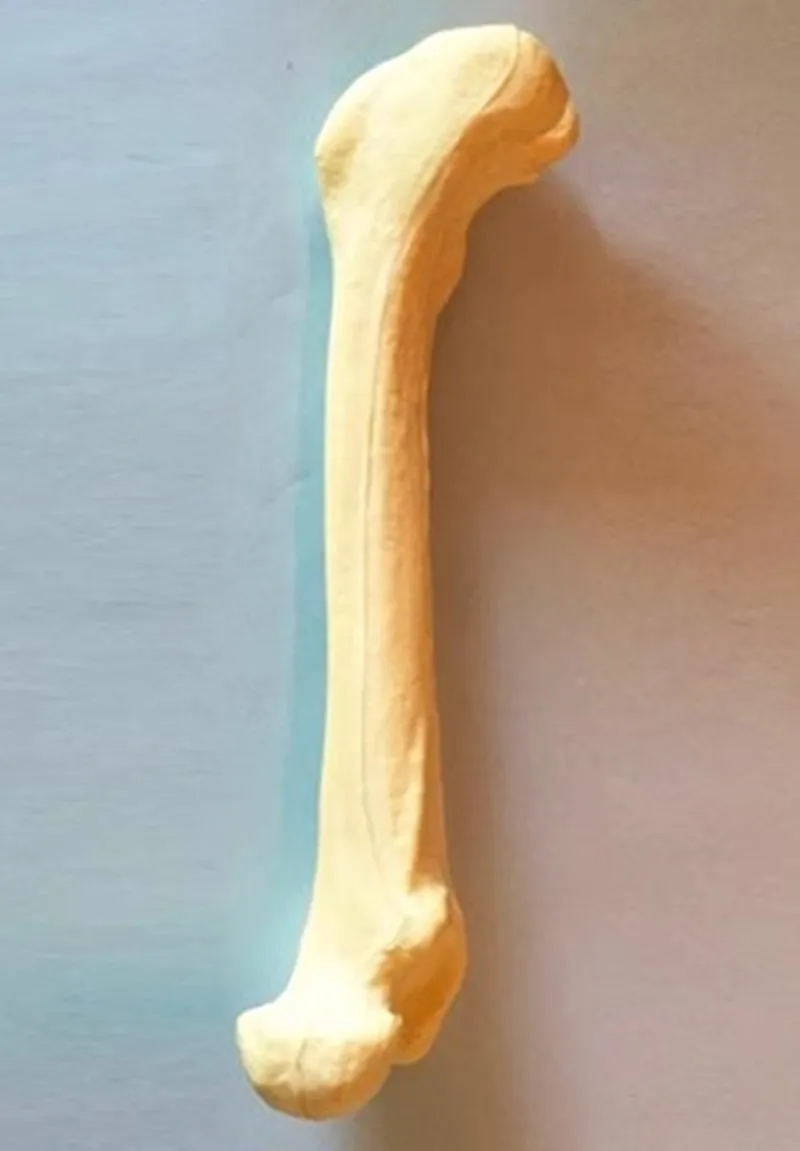 Dog femur Operation Practice Artificial bone model Orthopedic medical artificial bone animal bone Canine pet direct sales