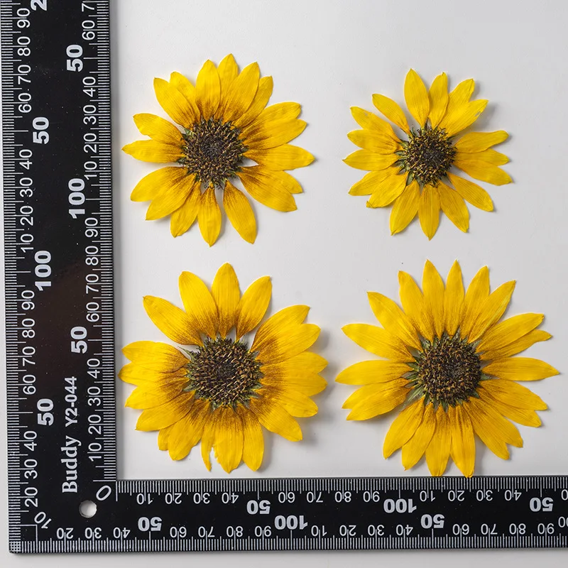 Unique Sunflower Glorious Pressed Plant Specimen Flower For DIY Embossed Phone Case 10Pcs