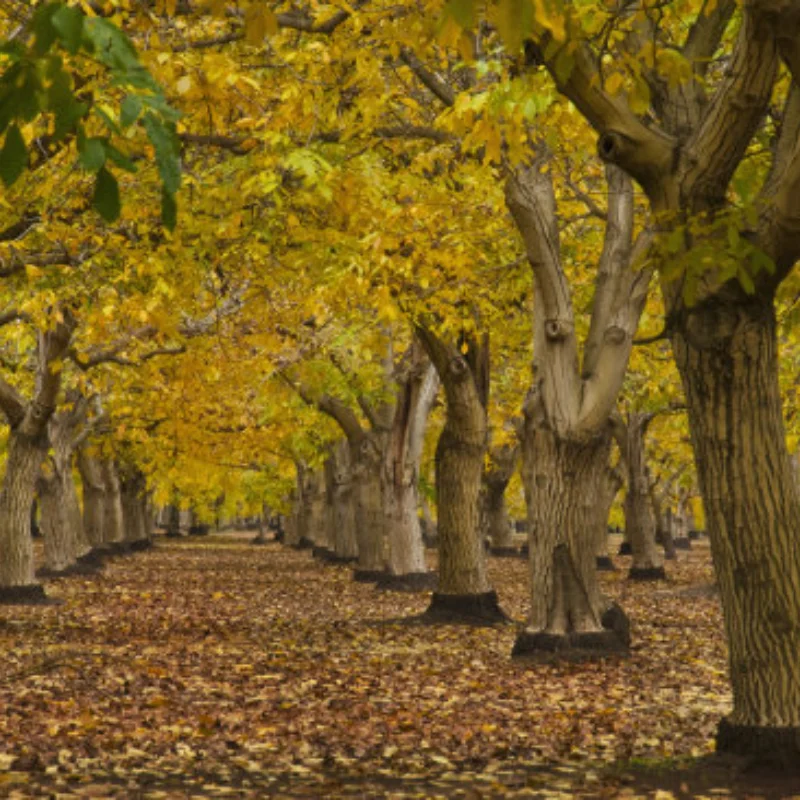 

SY1203 RC Car POLO Shell Assembly Original Accessories 4WD Pulling Remote Control Accessories DIY PARTS