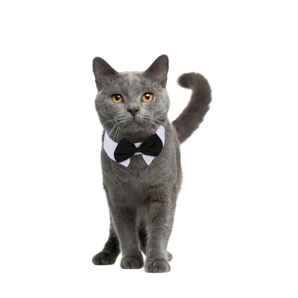 

Pet Bowtie Collar Adjustable for Dog Cat Black Size Stylish Adhesive Easy Wear Cool Beautiful