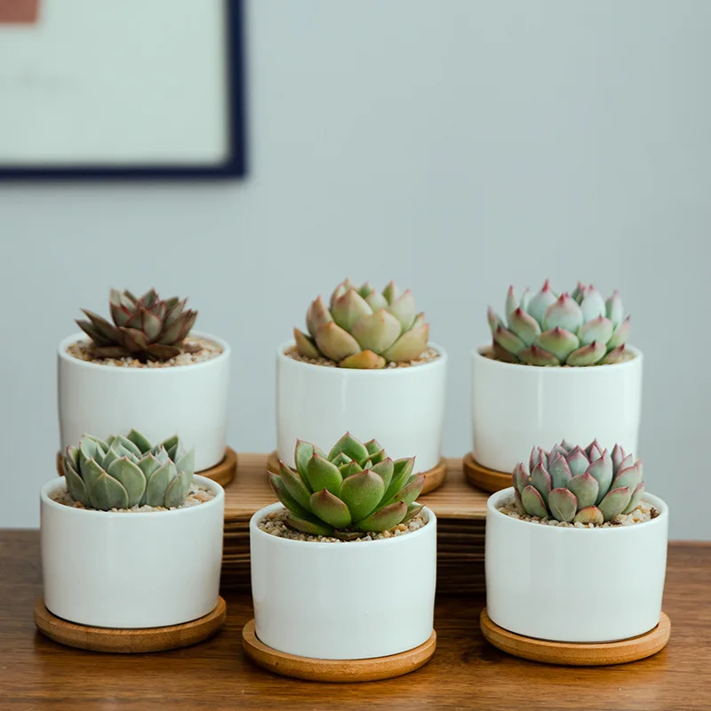 Succulent White Porcelain Flower Pot Simple White Indoor Potted Succulent Flower Pot Ceramic Flower Pot