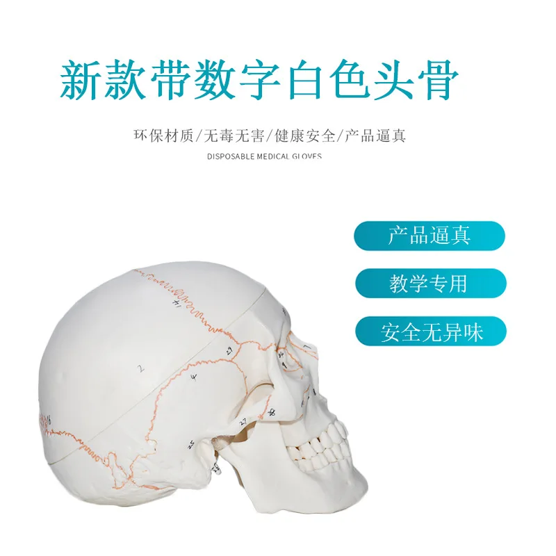 Teaching digital skull model Adult simulation head skull anatomy Digital coding identifies skull specimens