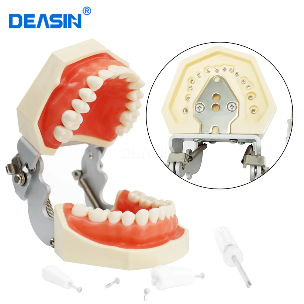 28/32 Teeth Dental Resin Model Removable Training Typodont Teeth Model for Dentists Practice Adults Children Dentistry Equipment