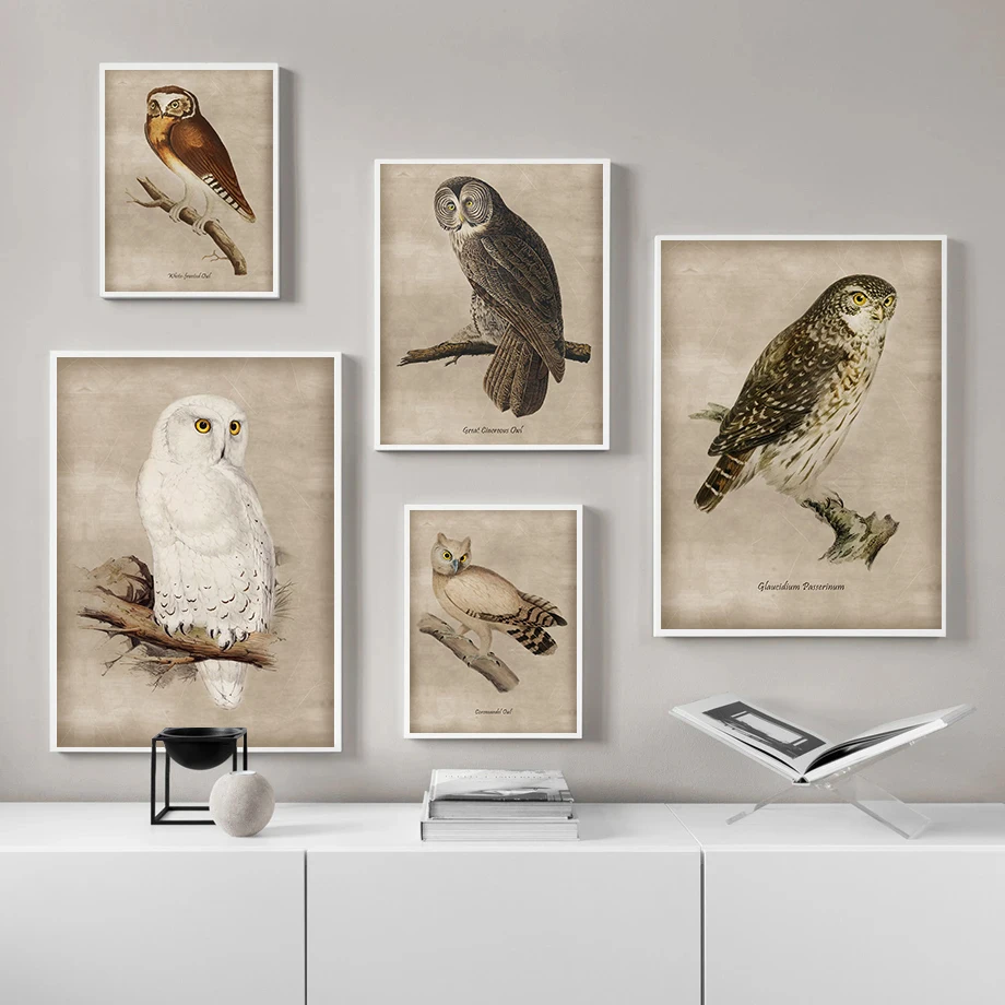 (1PC Unframe)Vintage Types Of Owls Posters Woodland Animals Owl Art for Bird lovers Prints Canvas Painting Art Wall Pictures Hom
