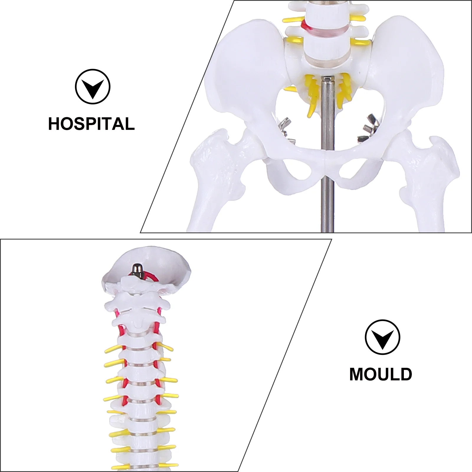 Model anatomia kręgosłupa Model anatomiczny kręgosłupa człowieka Trening kręgosłupa lędźwiowego Ćwicz demonstracyka ciała