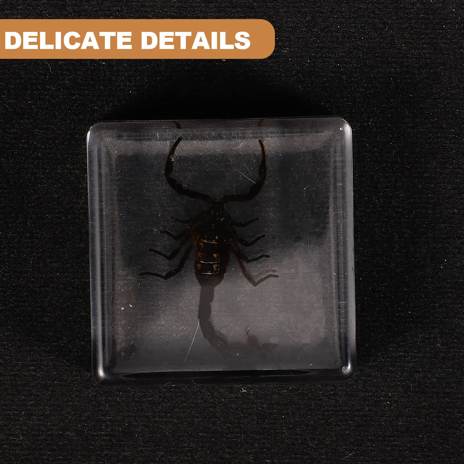 

2 Pcs Resin Insect Book Town Insects Shaped Decor Desktop Decors for Specimens Unique Paperweight Student Decorate Household