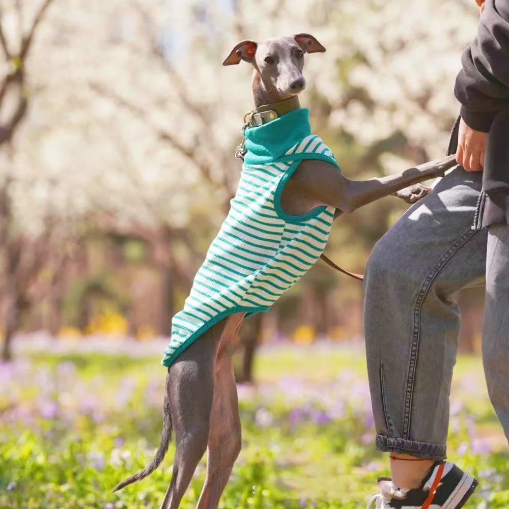 

Striped Cotton Blue Shirt for Whippet in Spring Soft Vest for Italian Greyhound Coat for Wellington in Spring Mid Dogs Costume