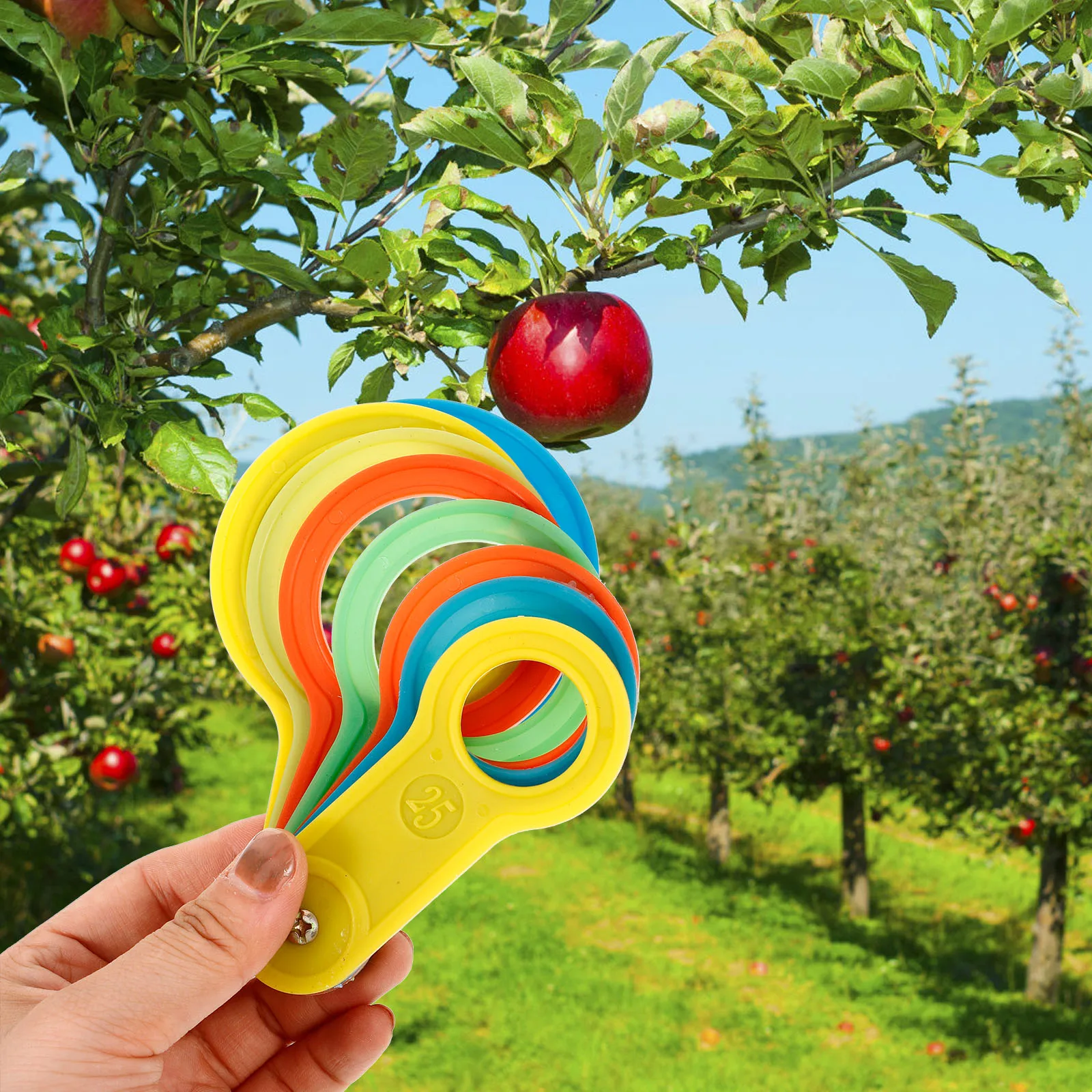 

2 Sets Fruit Circle Measuring Measurement Tool Fruits Gauge Ruler Lap Device