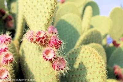 

Windshield Sun Shade for Kia Rio 2018-2021 2022 2023 Window Shade Sun Visor Cover Foldable Blocks UV Rays Keep Your Car Cooler