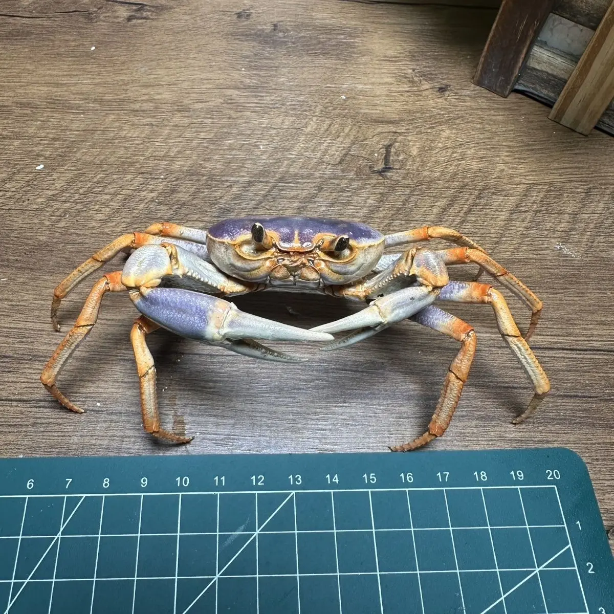 Real Stream Crab Specimen Desktop Decor Display Collectible Attractive Birthday Gift Educational for Kids