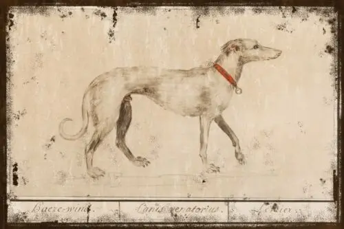 Vintage Illustration of a Greyhound Dog, Aged Look, printed on a new Metal Sign