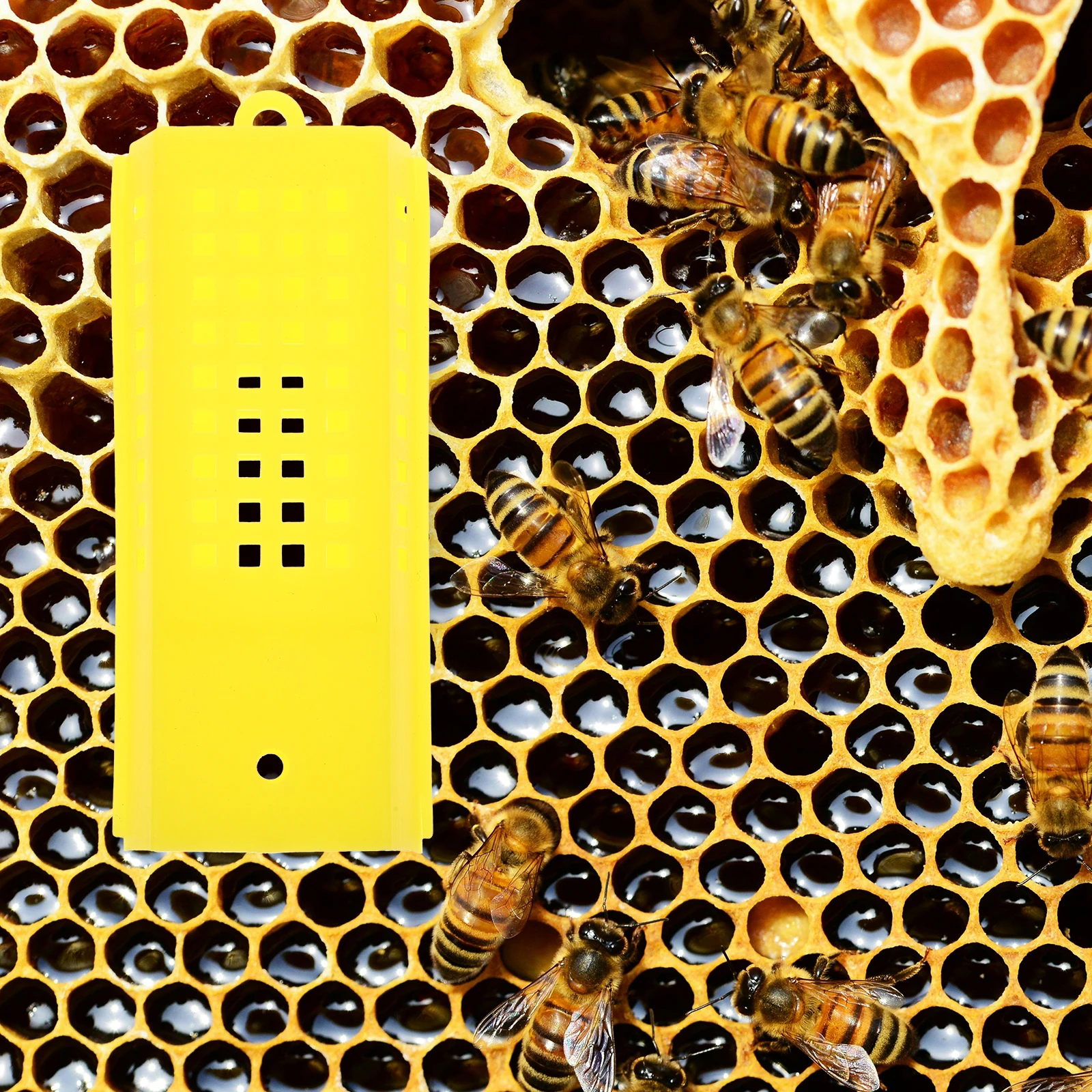 

10pcs Plastic Queen Cage Beekeeping Protector Beekeeper Tools Convenient Bee Cages Supplies Reusable Sturdy Bee Rearing Cage