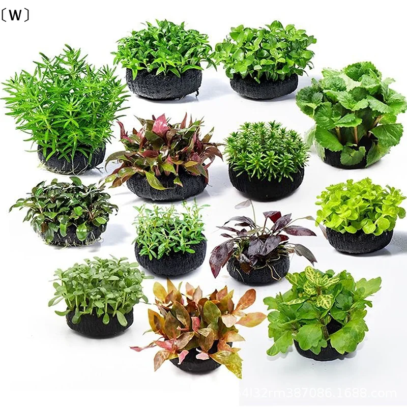 〔W〕2Pcs Black Aquar…