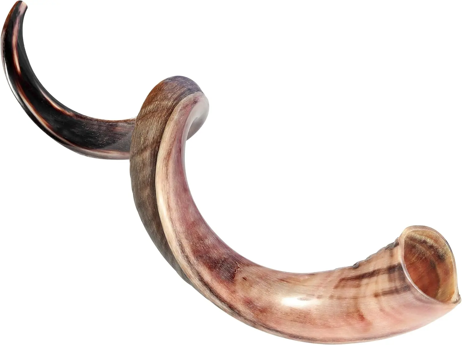 Shofar Kudu Auténtico Kosher Semipulido de Israel, Cuerno Natural para Ceremonias Religiosas