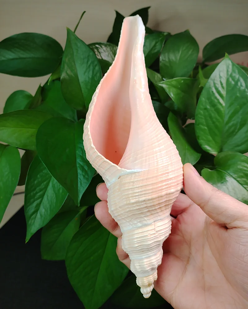 22-30CM Large Hemifusus Colosseus Natural Conch Seashells For Beach Theme Party, Kids Gift Home Decorations, Fish Tank Air Plant