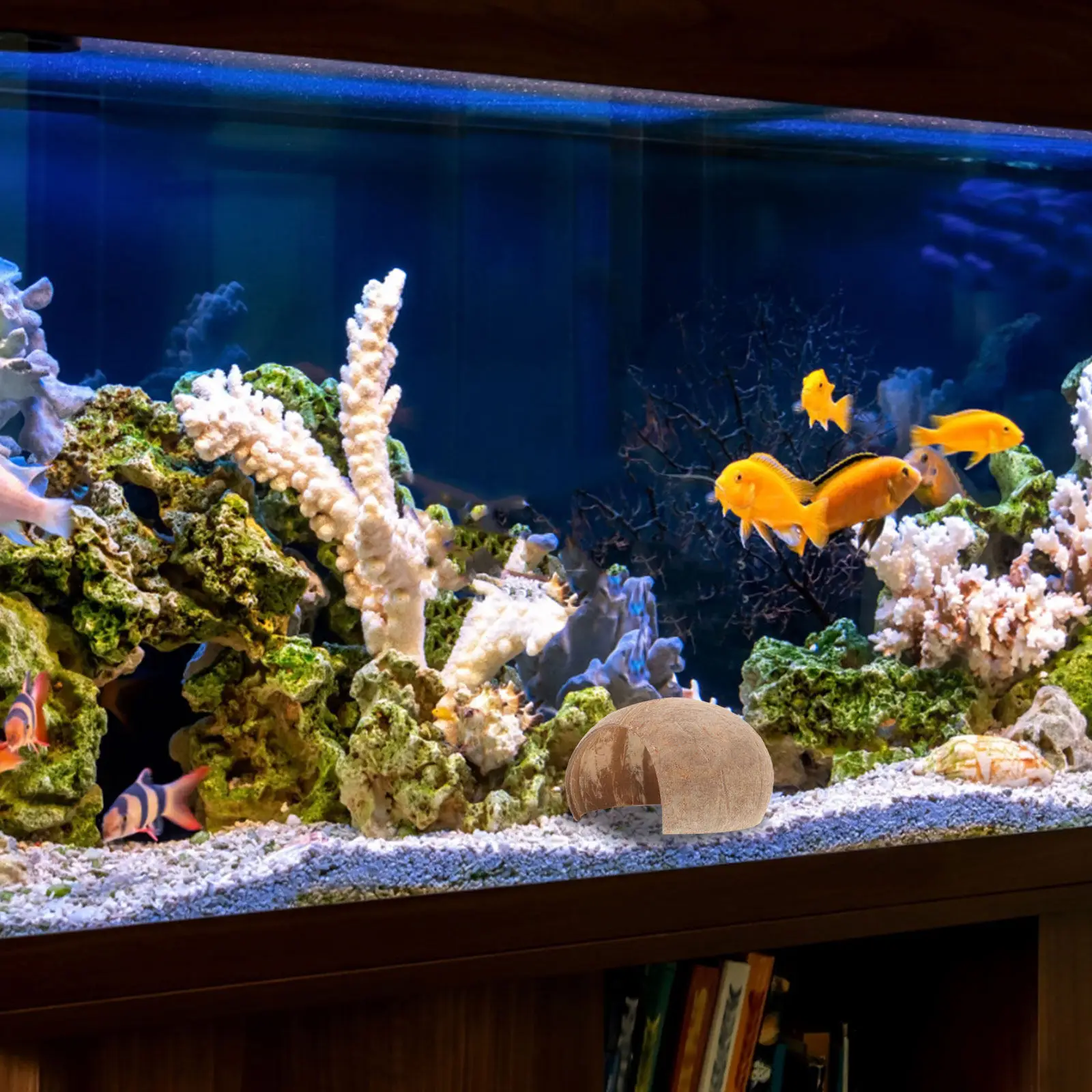 2Pcs Coconut Shell Aquarium Decoration Fish Shrimp Cave Hiding Spot Breeding Shelter for Tropical Fish Reptiles Leopard Gecko