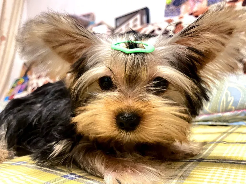 5/10/20pcs Dog Hair Clips Multicolor Barrettes Small Bone Snap Hair Clips for Dog Cat Pet Grooming Bows Pet Hair Accessories