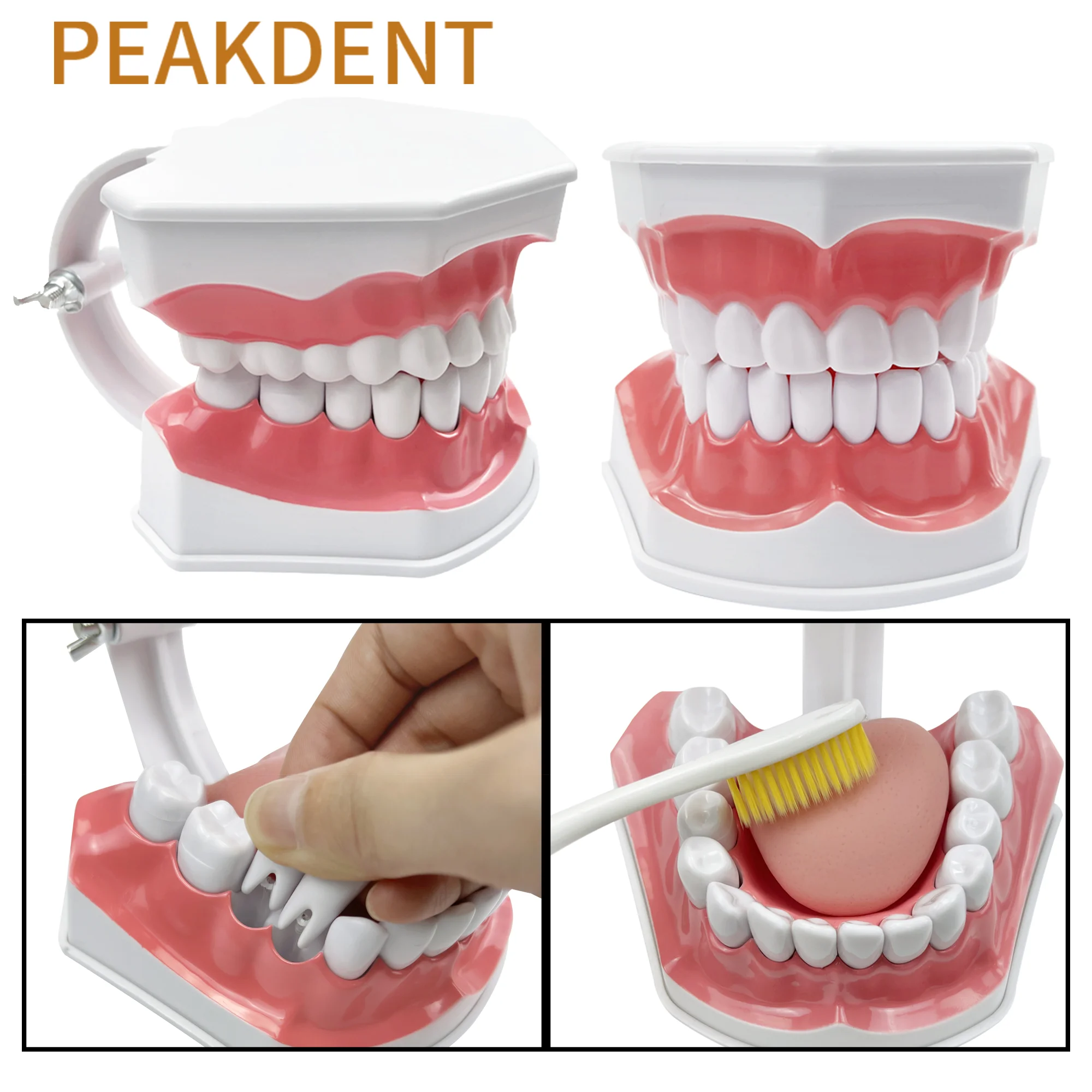 2 Times Dental Teeth Model With Tongue Teaching Demonstration Tool Typodont Model Dentistry Product For Studying Teaching Model