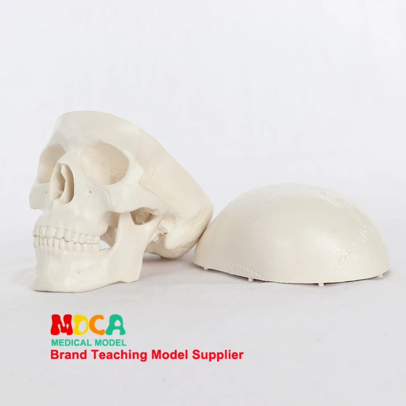 Human Anatomical Model Medicine Skull Human Model Anatomical Head Anatomy Teaching Skeleton Head Studying Teaching Supplies