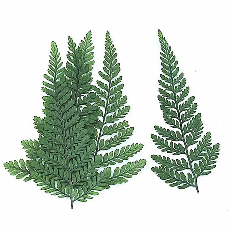 ABJS 60Pcs Dried Green Fern Herbarium for DIY Jewelry Postcard Invitation Card Phone Case Pennisetum Leaves