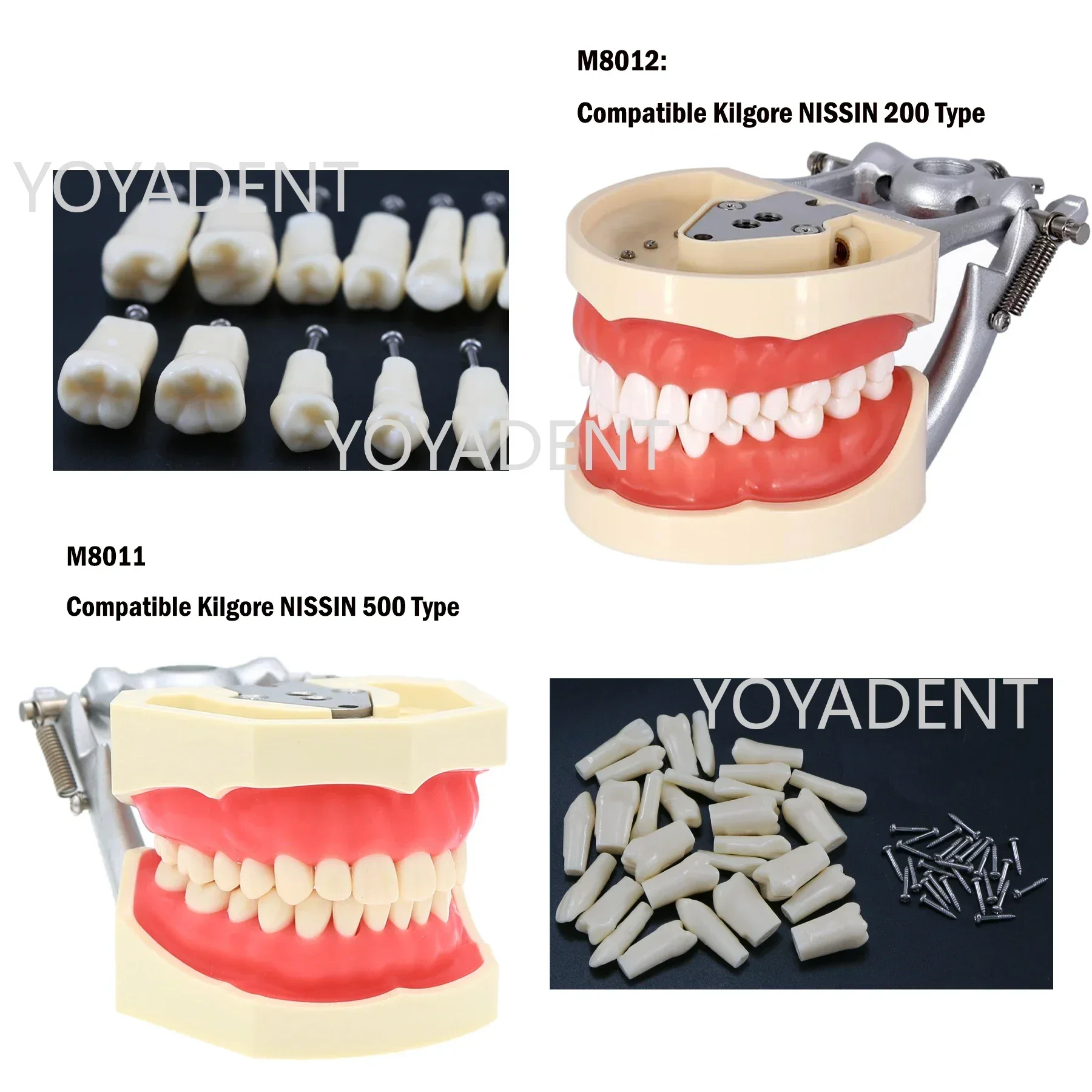 Model dentystyczny Model dydaktyczny Fit Kilgore NISSIN 200/500 typ symulacja policzka ze zdejmowanym zębem 28/32 szt. do treningu praktycznego