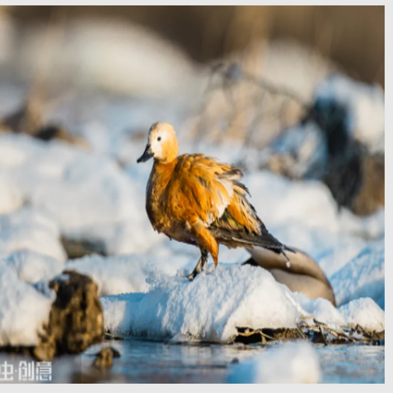 flywoo-goku-gm10-mini-v3-gps-コンパス付き-fpv-ドローン-diy-パーツ