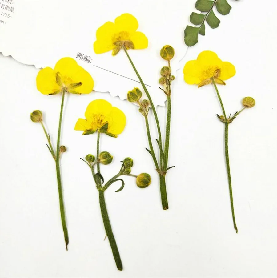 60pcs Pressed Dried Yellow Buttercups Flowers with Stalk Plants Herbarium For Jewelry Phone Case Bookmark Scrapbook Making