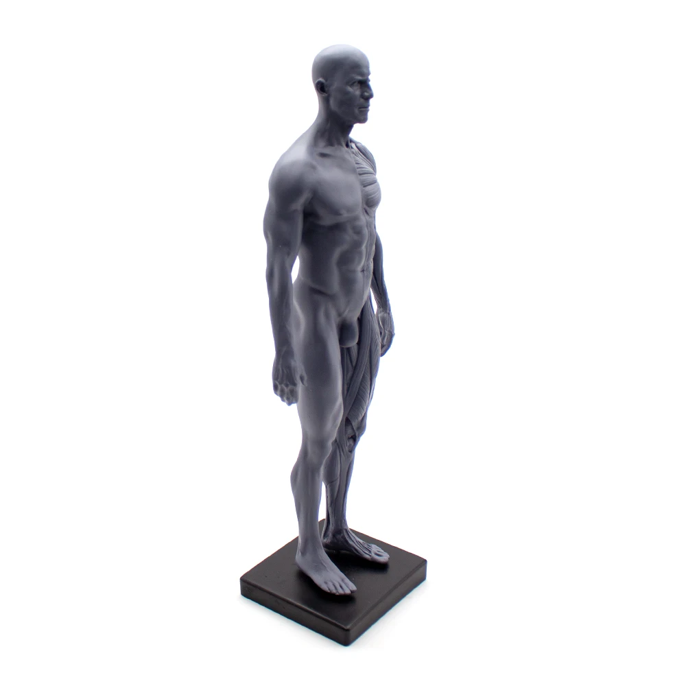 Escultura de sangre de cráneo de anatomía anatómica humana, modelo de cuerpo de cabeza, modelo de hueso muscular masculino y femenino 1:6, altura del cuerpo humano de 30CM