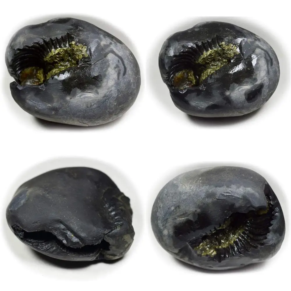 

Wholesale High-Quality 55-Carat Shaligram Stone from Gandaki River, Nepal: Lord Vishnu Fossil, A+ Grade Long-Tailed Keyword