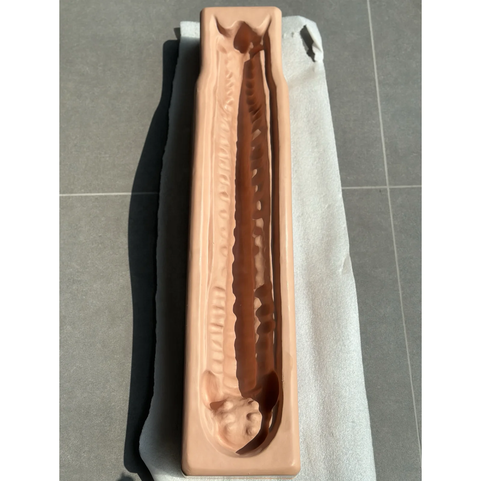 KyrenMed Sawbones Cervical Spine C1 to Sacrum S1 Model Holder C1-S1 Human Skeleton Bone Model Base Support Stand Spinal Anatomy