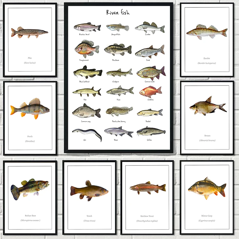 Bream Cat Fish Redeye Bass Fish PosterTropical Fish Freshwater Fish Poster Canvas Painting Wall Art for Office Living Home Decor