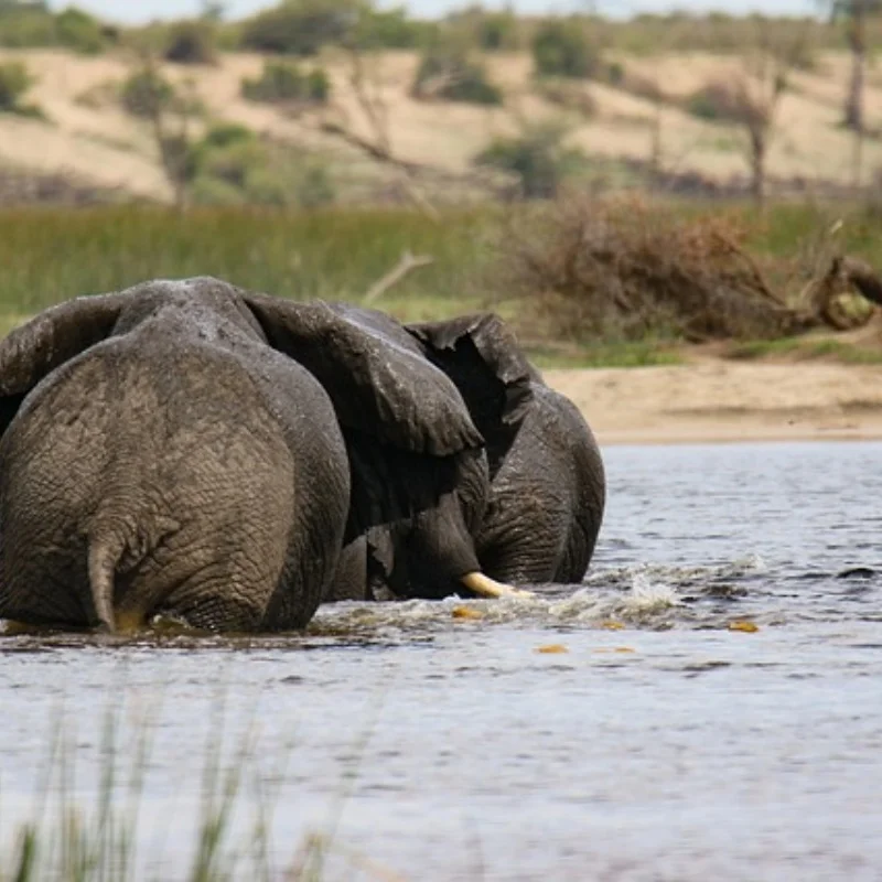 

Metal Steel Front And Rear Driveshaft Axle CVD 5451R For 1/10 Trxs E-Revo/E-Maxx/T-Maxx/Revo RC Car Upgrades Parts