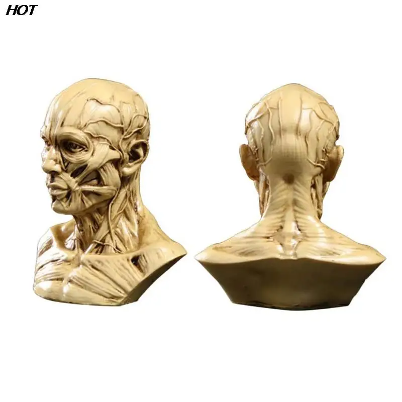 Human Muscle Skeleton Head Model Muscle Head Skull Anatomy Sculpture Art Sketch Medical Learning supplies