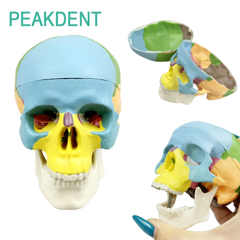 

Dental Teaching Anatomy Simulation Tool Adult Anatomy Skeleton Head Model Dental Medicine Demonstration Teaching Model