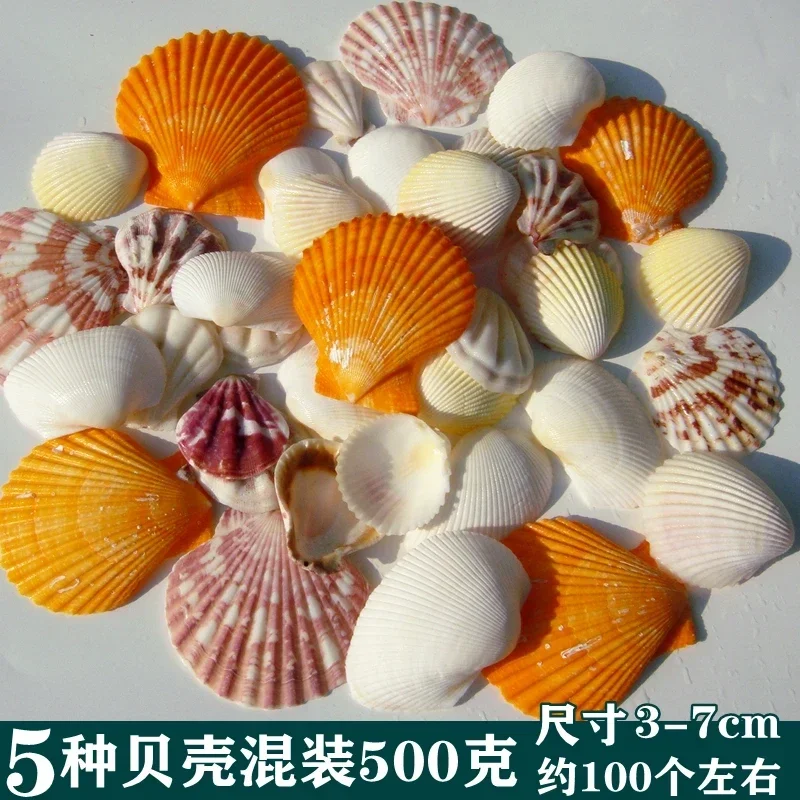 Natural Shells Conch Clams Scallop Shells Coconut Shells Bird Tail Clams Fish Tank Floor Window Display Wall Wall ID Handmade