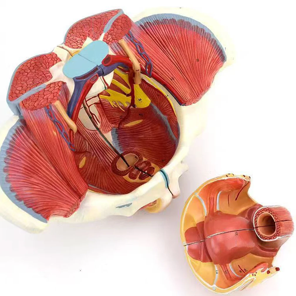 1:1 Lifesize Human Female Pelvis Model with Vessels Ligaments Muscles Nerves with Removable Organs Modeling