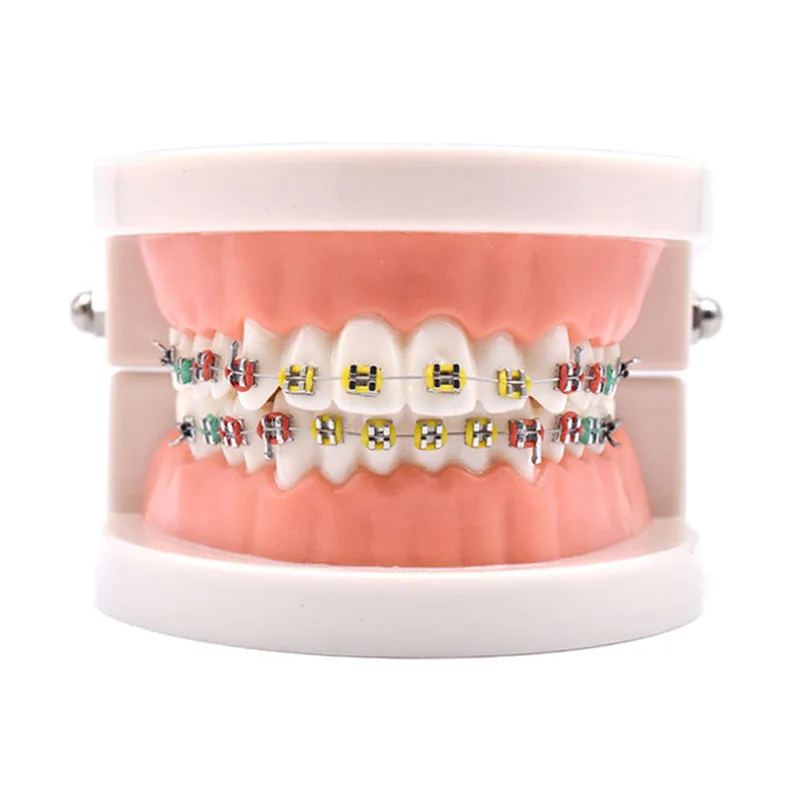 Dental Orthodontic Teaching Teeth Model With Buccal Tubes/Orthodontic Practice Teeth Model with Metal Brackets Archwire Braces