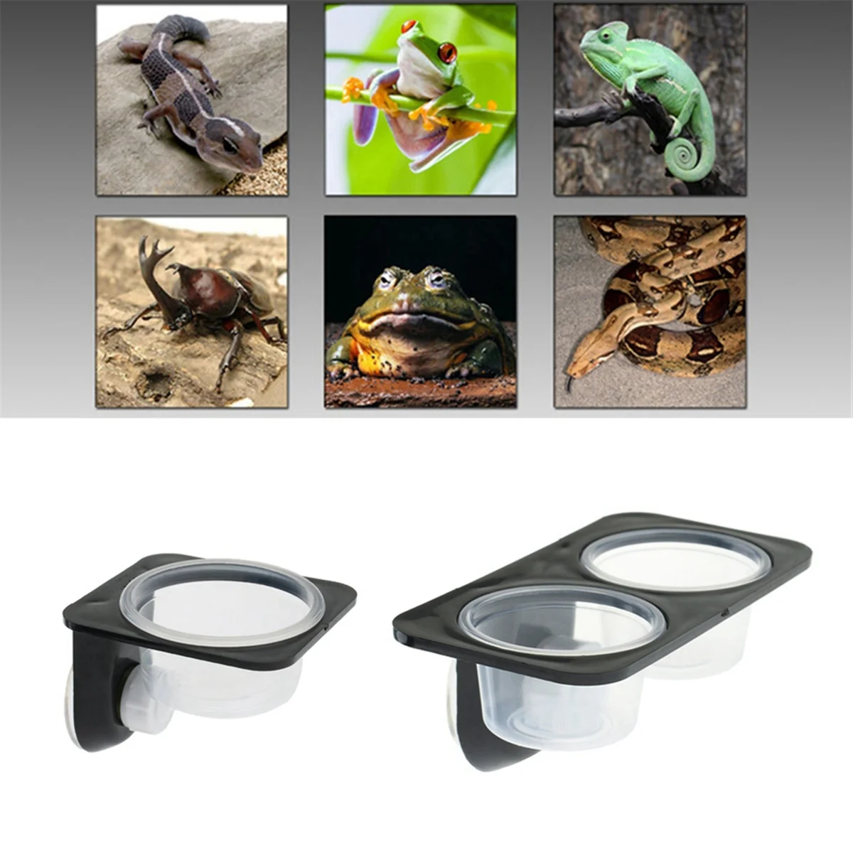 Cuencos de alimentación con ventosa para Reptiles y anfibios, contenedor de comida con tazón para comida y agua, Gecko